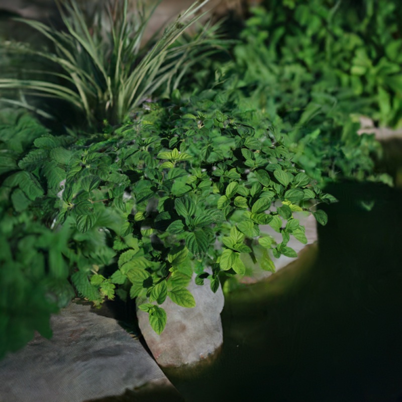 Mentha Aquatica - Water Mint (Bare Root)