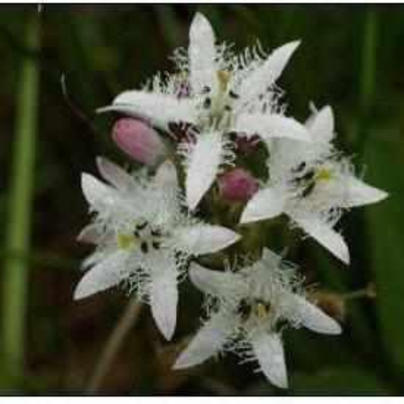 Menyanthes Trifoliata - Bog Bean (Bare Root)