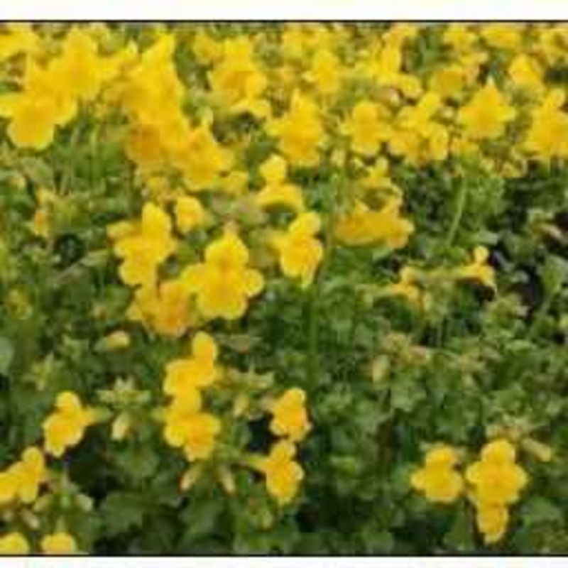 Mimulus Guttatus - Yellow Monkeyflower (Bare Root)