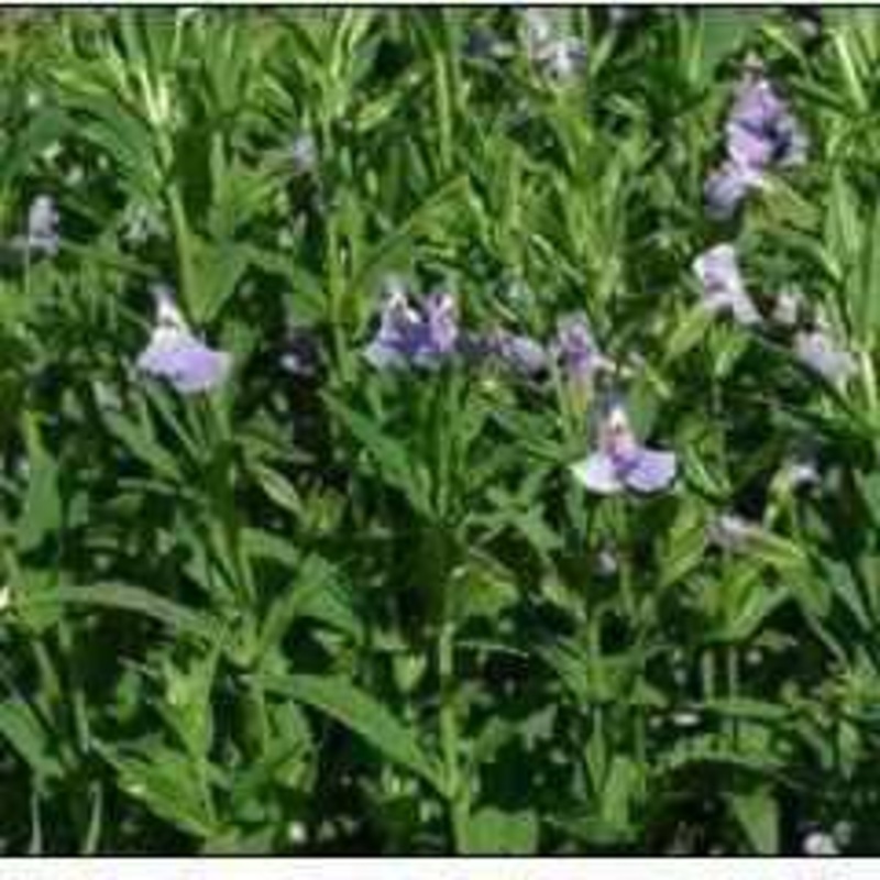 Mimulus Ringens - Lavender Musk (Bare Root)