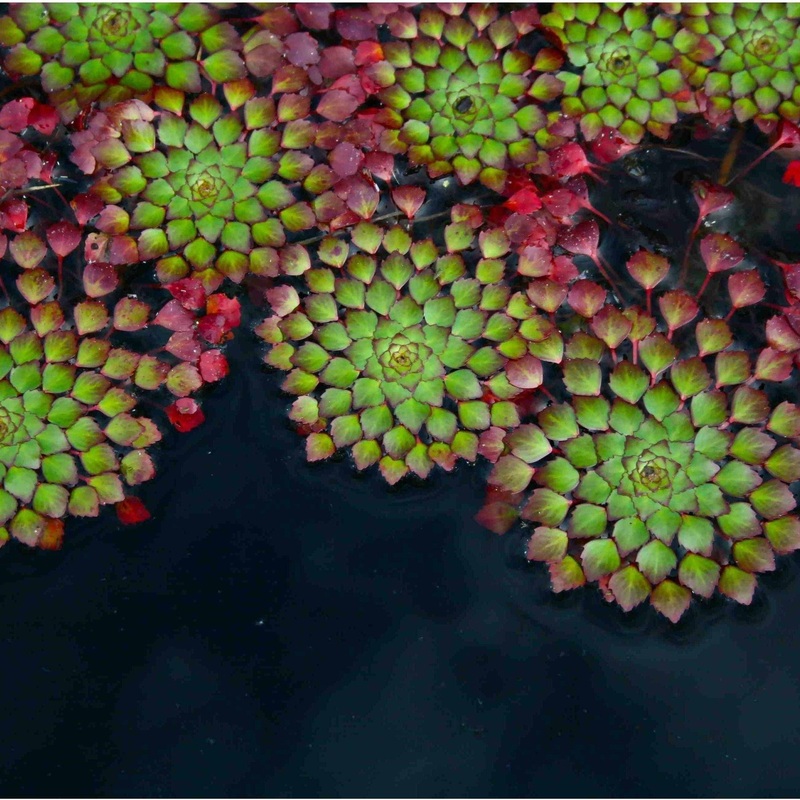 Mosaic Plant - Ludwigia Sediodes (Bare Root)