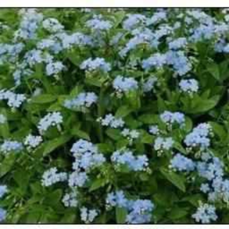Myosotis Scirpoides - Blue Water Forget-Me-Not (Bare Root)