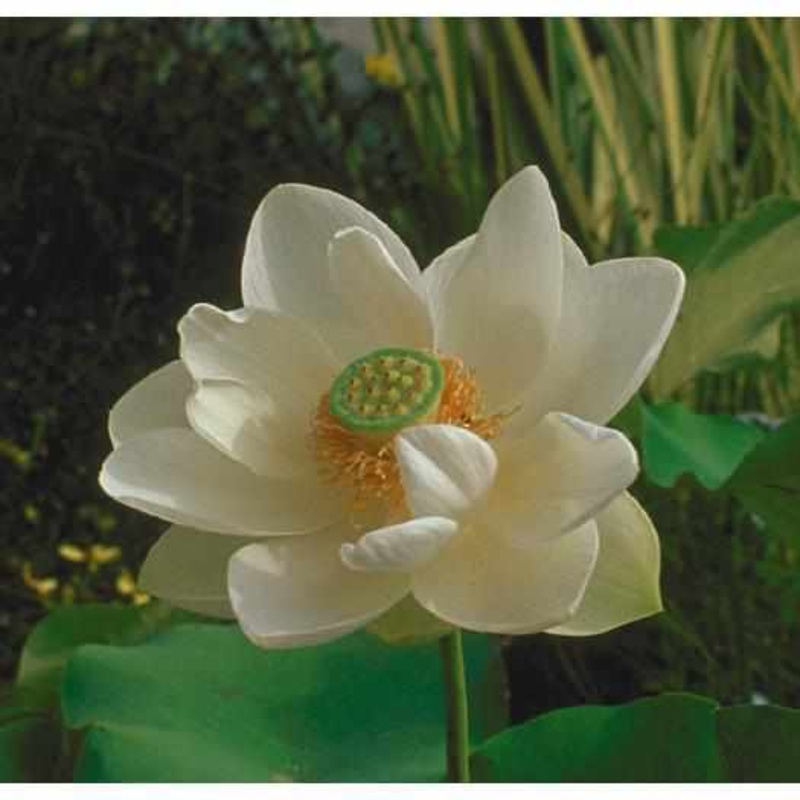Nelumbo Nucifera 'Alba Grandiflora' White Lotus (Bare Root)