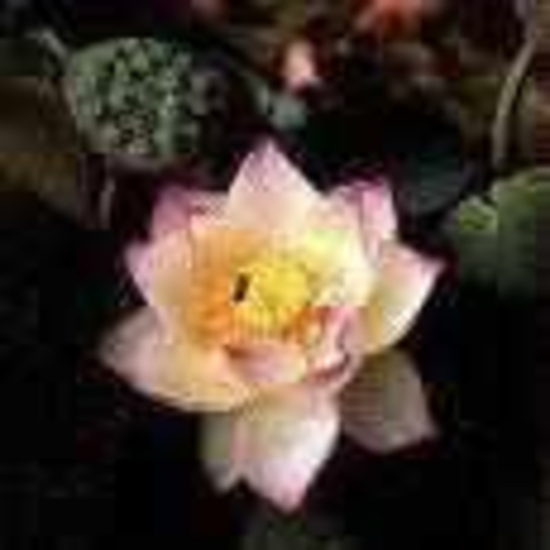Nelumbo Nucifera 'Chawan Basu' - Semi Dwarf Lotus (Bare Root)