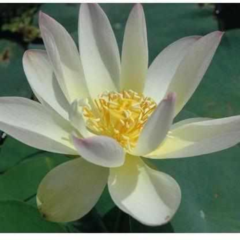 Nelumbo Nucifera 'Green Maiden' Lotus (Bare Root Tuber)