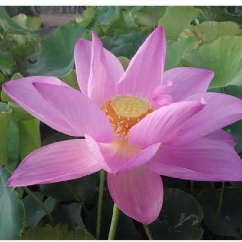 Nelumbo Nucifera 'Maggie Belle Slocum' Lotus (Bare Root)