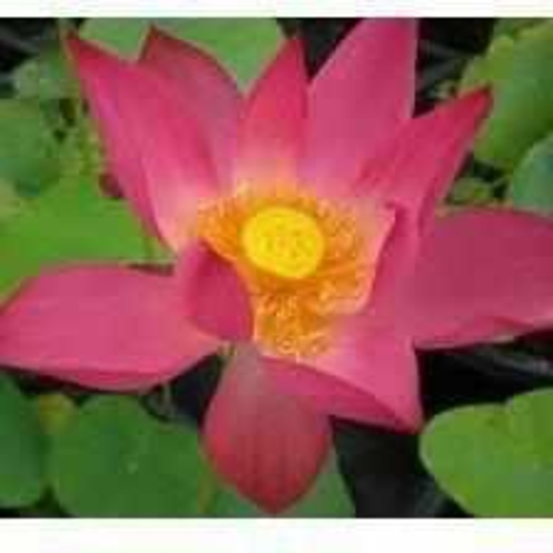 Nelumbo Nucifera 'Pekinesis Rubra' Red Lotus (Bare Root)