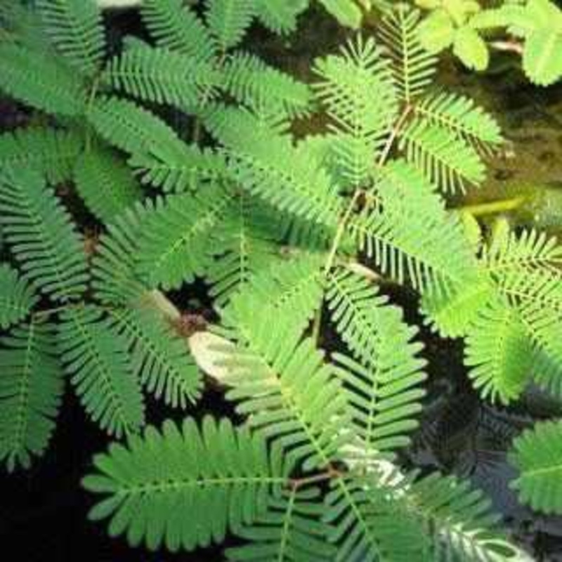 Neptunia Aquatica - Aquatic Sensitive Plant, AKA Touch-Me-Not (Bare Root)
