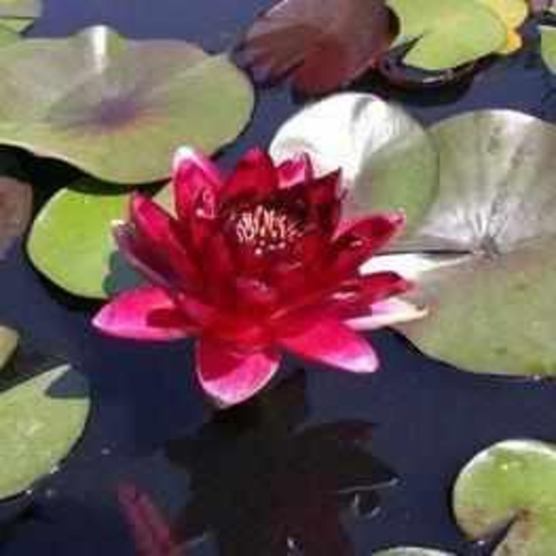 Nymphaea 'Black Princess' Dark Red Hardy Lily (Bare Root)