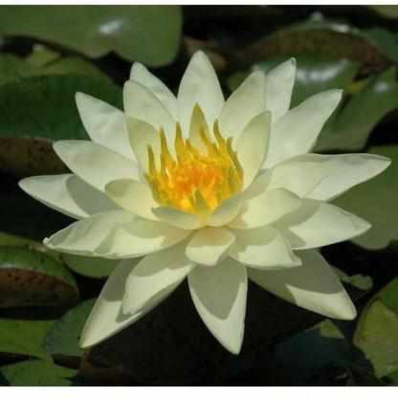 Nymphaea 'Charlene Strawn' Yellow Hardy Lily (Bare Root)