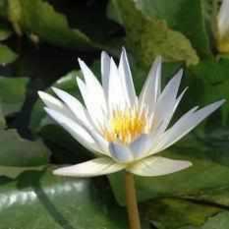 Nymphaea 'Charles Thomas' - Light Blue Day Blooming Tropical Waterlily (Bare Root)