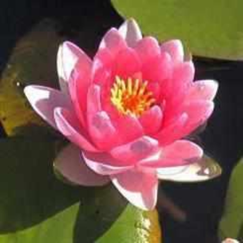 Nymphaea 'Conqueror' Red Hardy Lily (Bare Root)