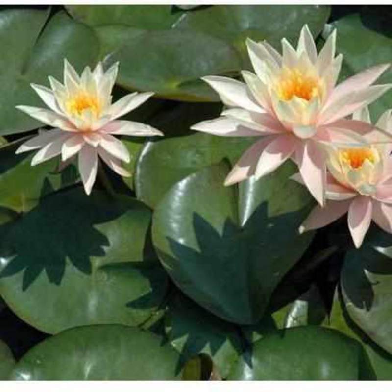 Nymphaea 'Cynthia Ann' Small Peach Hardy Lily (Bare Root)