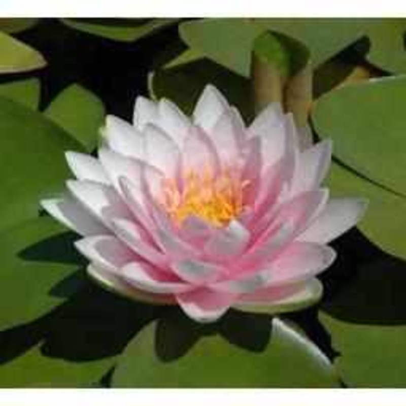 Nymphaea 'Darwin' (Hollandia) - Double Pink Hardy Lily (Bare Root)