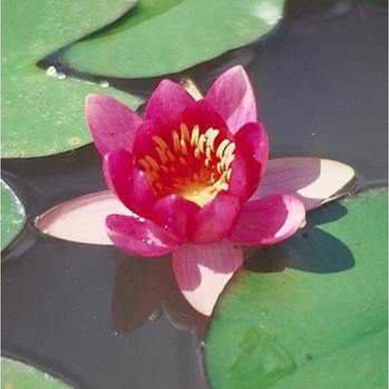 Nymphaea 'Froebeli' Small Red Hardy Lily (Bare Root)
