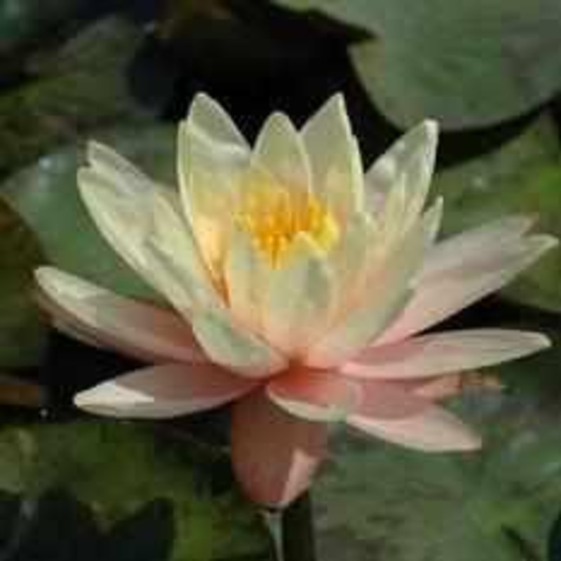Nymphaea 'Georgia Peach' Peach Hardy Lily (Bare Root)