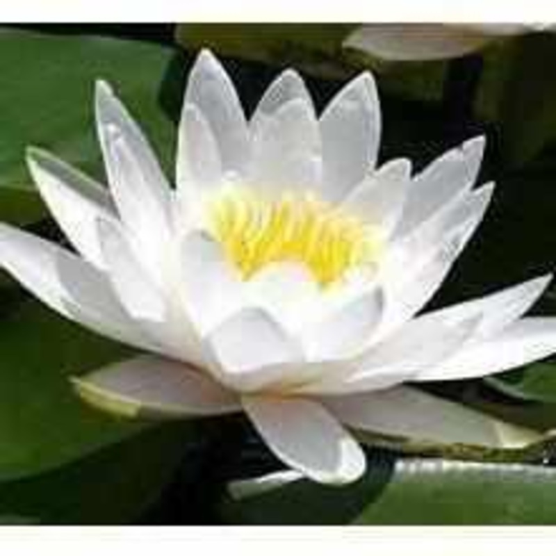 Nymphaea 'Hermine' White Hardy Lily (Bare Root)
