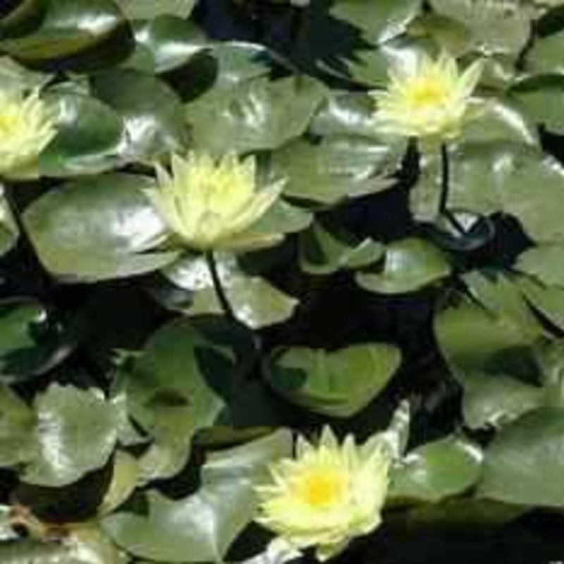 Nymphaea 'Joey Tomocik' Yellow Hardy Lily (Bare Root)
