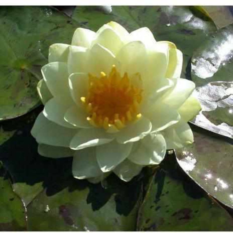Nymphaea 'Lemon Chiffon' Double Yellow Hardy Lily (Bare Root)
