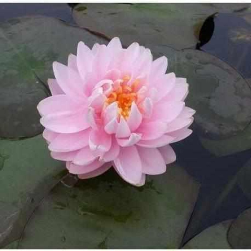 Nymphaea 'Lilypons' Multi-Double Pink Hardy Lily (Bare Root)