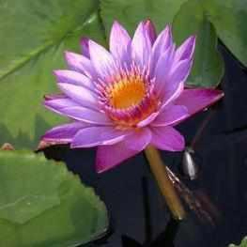 Nymphaea 'Lindsey Woods' Purple Day Blooming Tropical Lily (Bare Root)