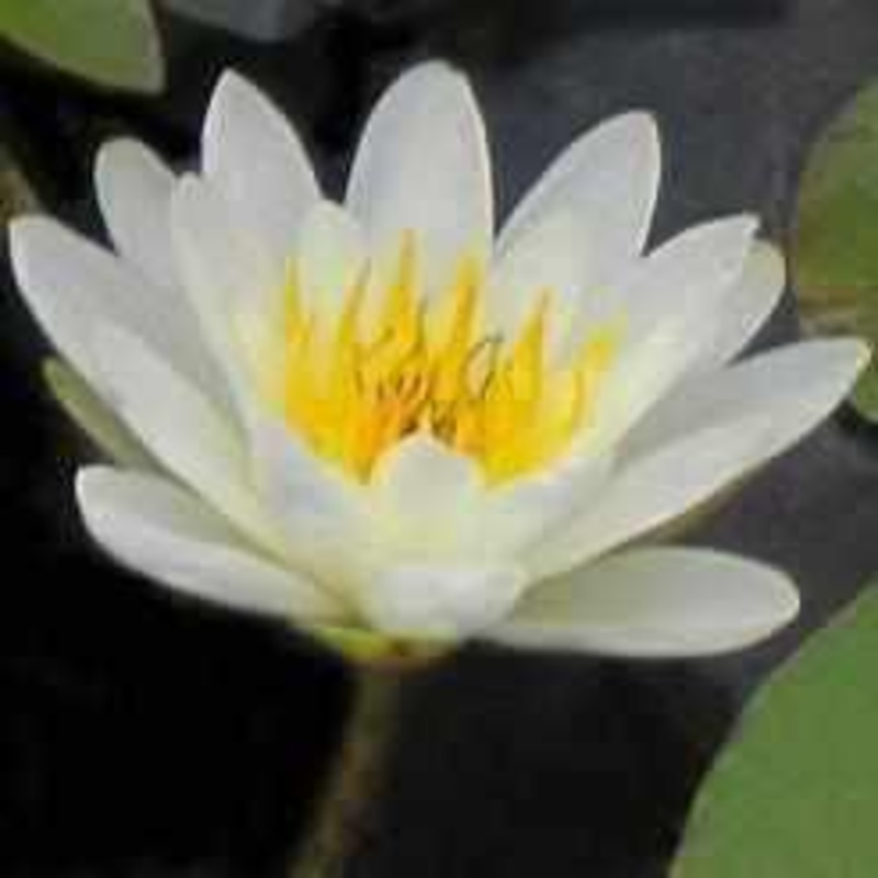 Nymphaea 'Marliac Albida' White Hardy Lily (Bare Root)