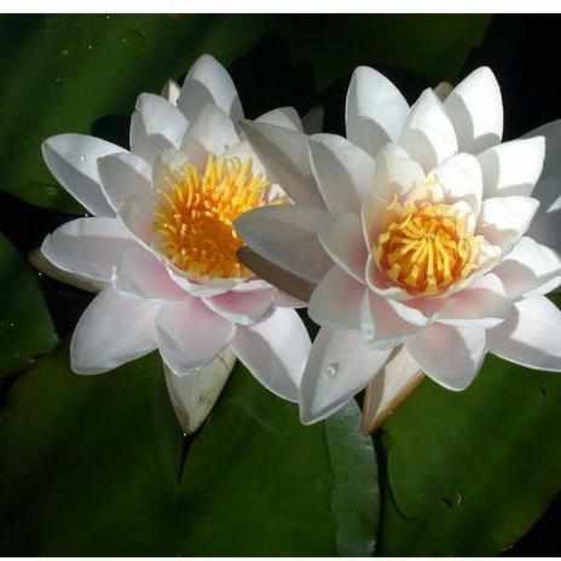 Nymphaea 'Marliac Carnea' Hardy Lily (Bare Root)