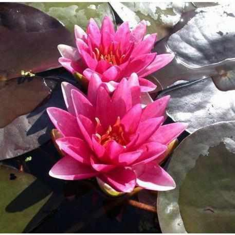 Nymphaea 'Meteor' (Aka Rembrandt) - Red Hardy Lily (Bare Root)