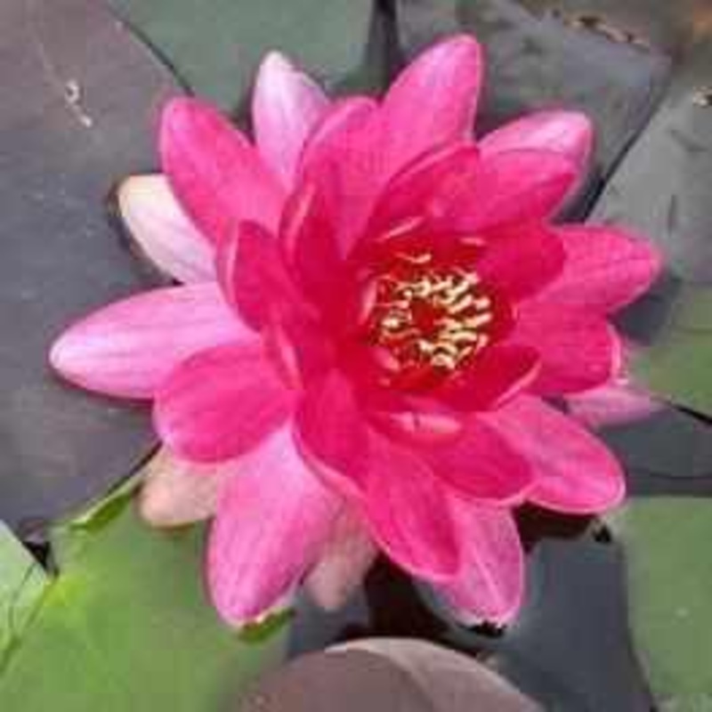 Nymphaea 'Perry's Baby' Red Hardy Lily (Bare Root)