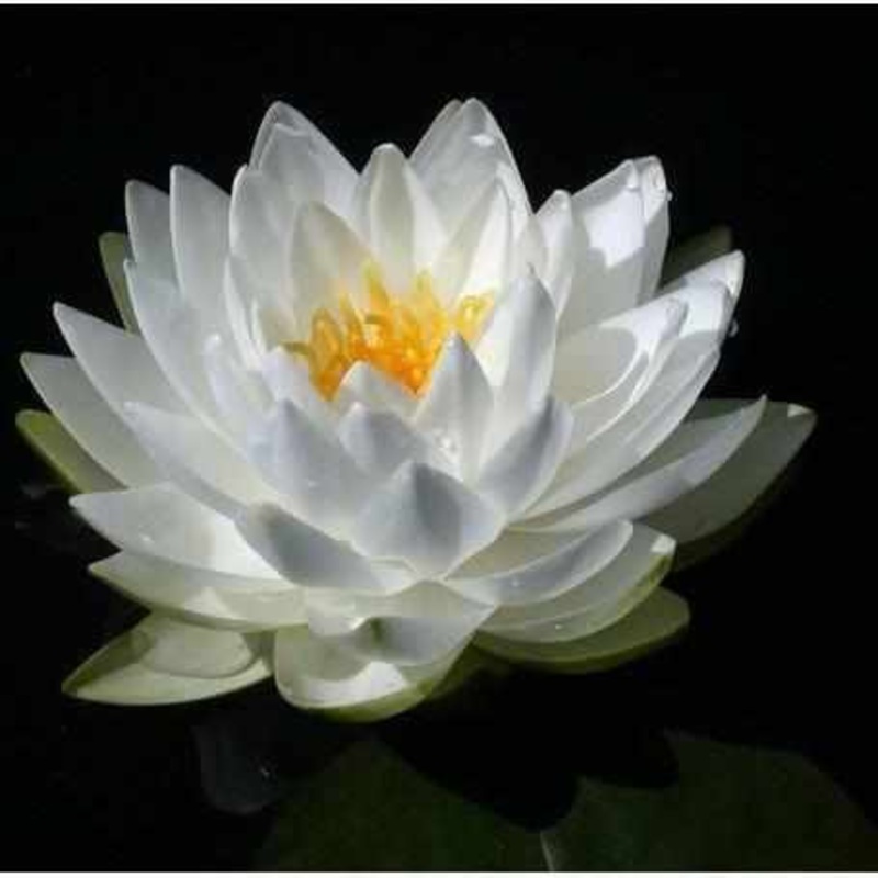 Nymphaea 'Perry's Double White' Hardy Lily (Bare Root)