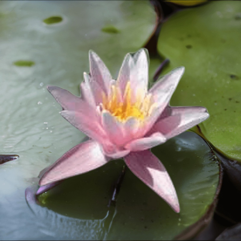 'Nymphaea' Pink Sensation Pink Hardy Lily (Bare Root)