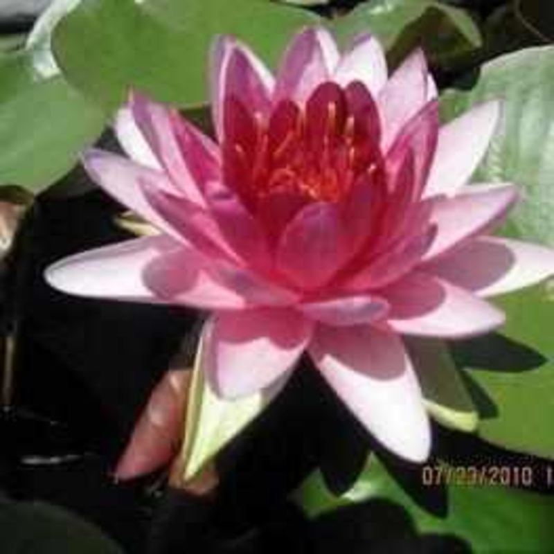 Nymphaea 'Super Red' Hardy Lily (Bare Root)