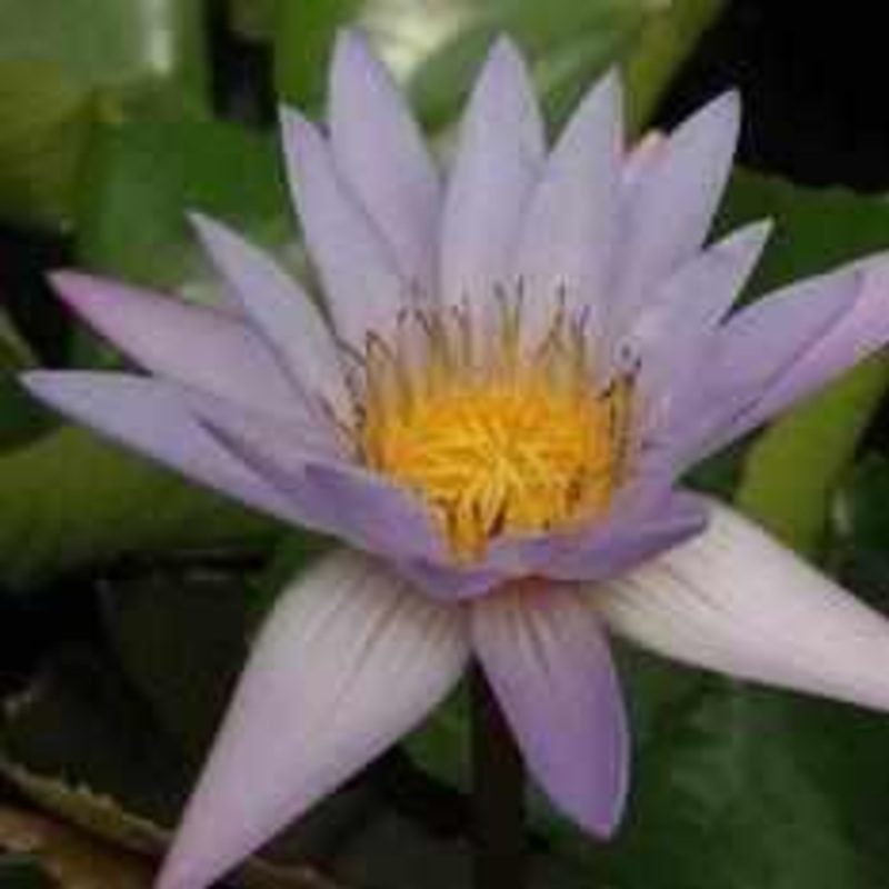 Nymphaea 'Teri Dunn' Tropical Day Blooming Lily (Bare Root)