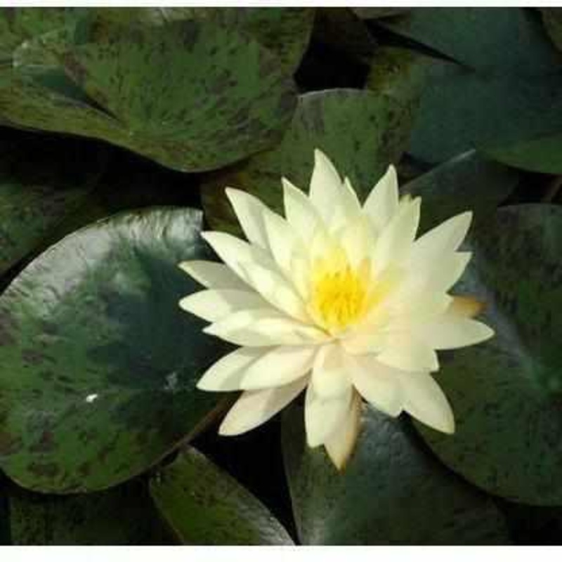 Nymphaea 'Texas Dawn' Yellow Hardy Waterlily (Bare Root)