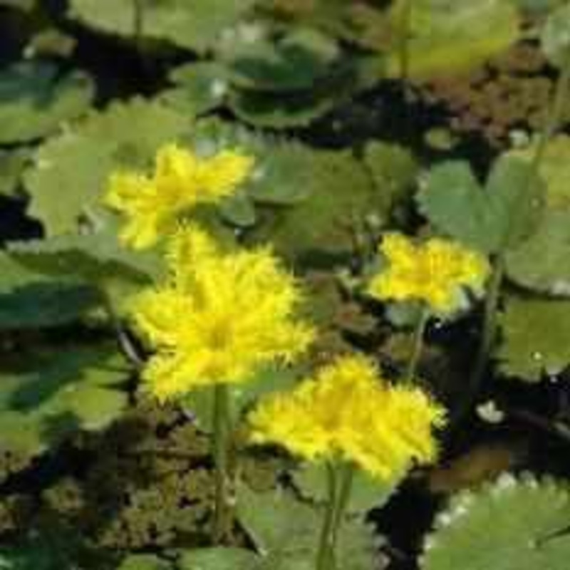 Nymphoides Crenata - 'Ruffled Snowflake' (Bare Root)
