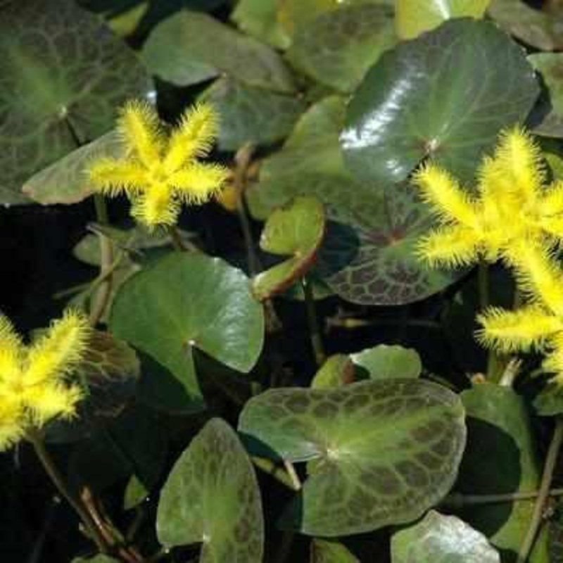 Nymphoides Geminata - Yellow Snowflake (Bare Root)