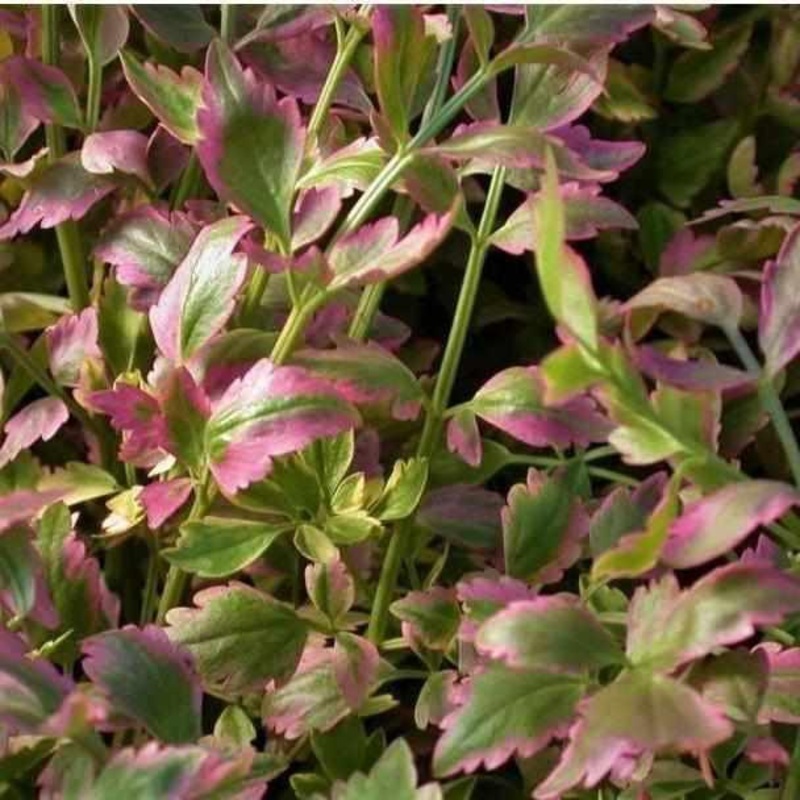 Oenanthe Javanica 'Flamingo' - Variegated Water Celery (Bare Root)