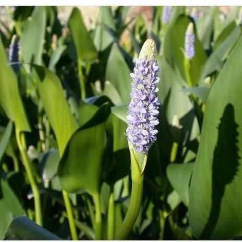 Pontederia Cordata - Pickerel Rush (Bare Root)