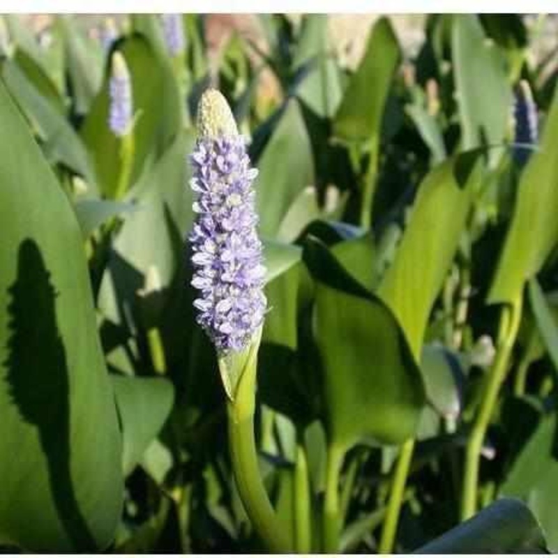 Pontederia Dilatata - Royal Pickerel Rush (Bare Root)