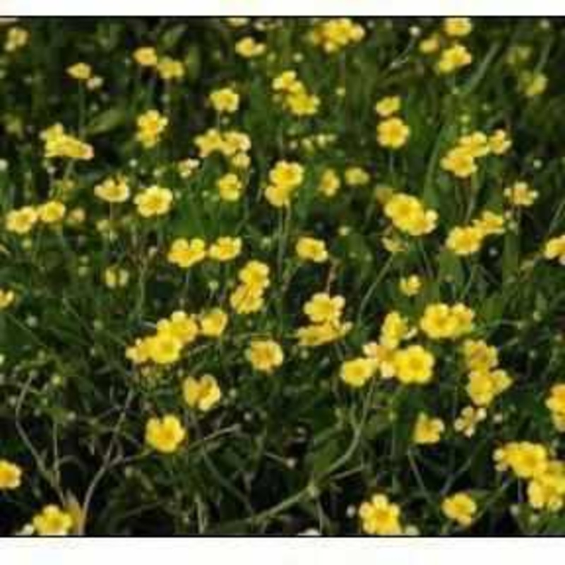 Ranunculus Flammula - Miniature Spearwort (Bare Root)