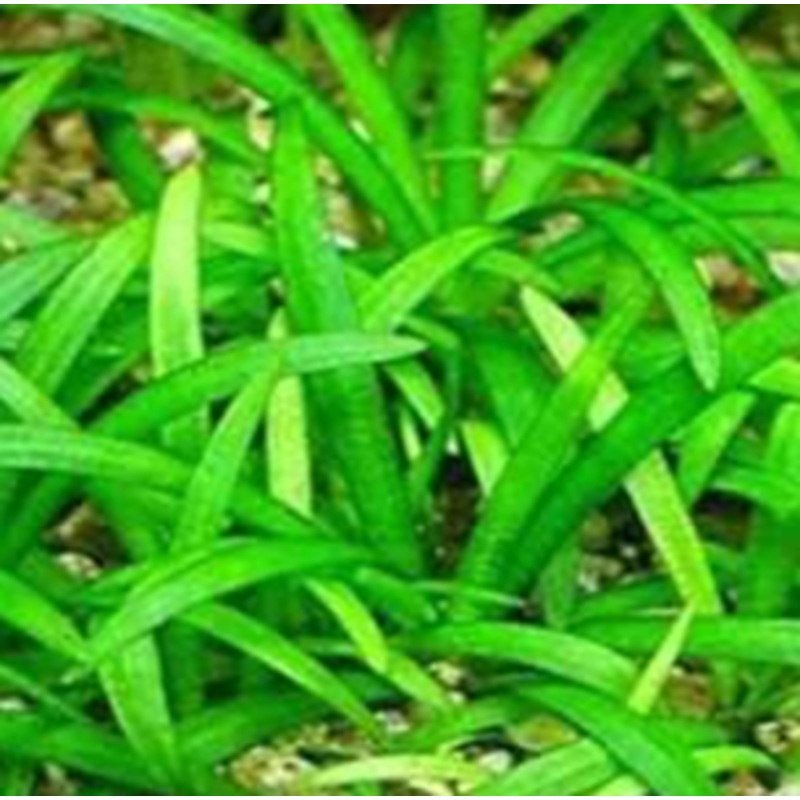 Sagittaria subulata - dwarf sag- Arrowhead (bare root)