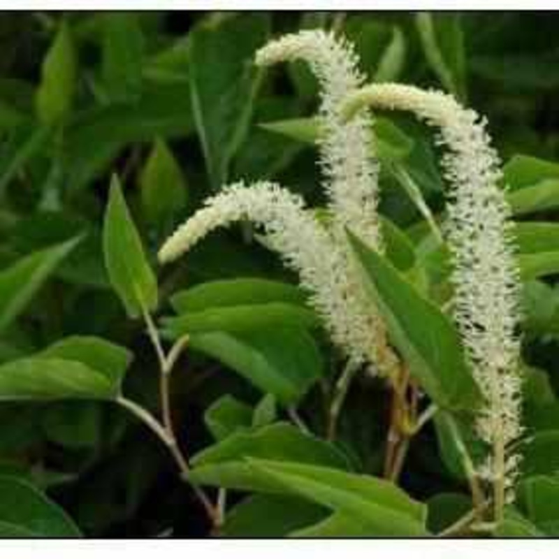 Saururus Cernuus - Lizard's Tail (Bare Root)