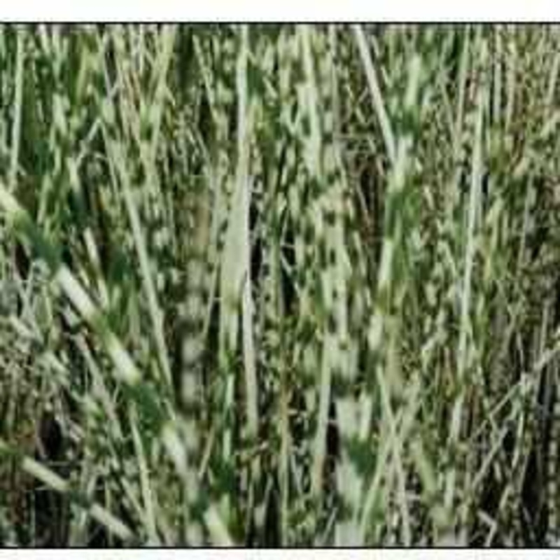 Scirpus 'Zebrinus' - Zebra Rush (Bare Root)