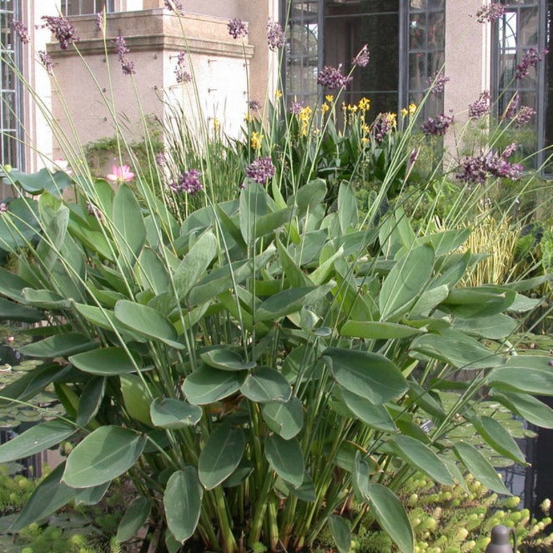 Thalia Dealbata - Hardy Water Canna (Bare Root)