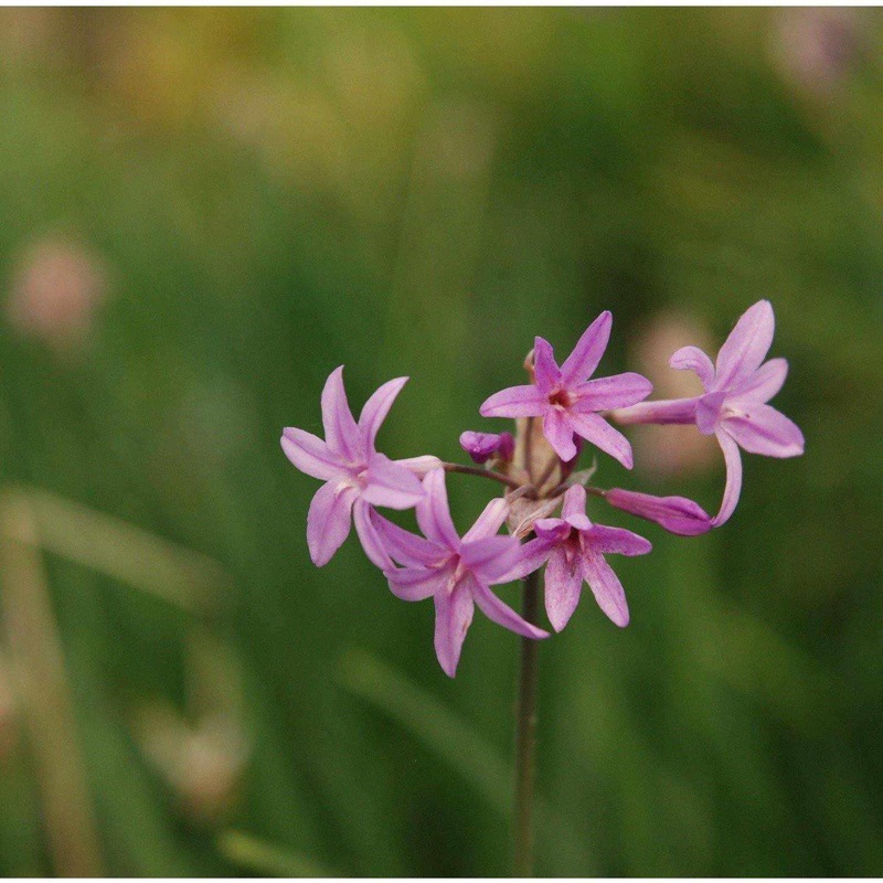 Tulbaghia Violacea - Society Garlic (Bare Root)