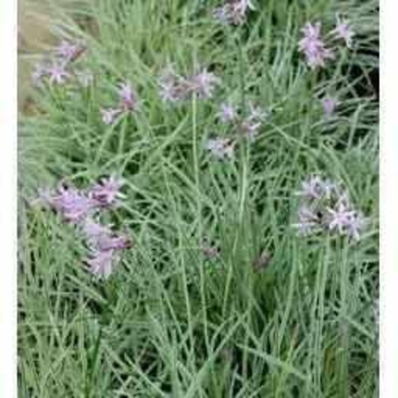 Tulbaghia Violacea 'Variegata' - Variegated Society Garlic (Bare Root)