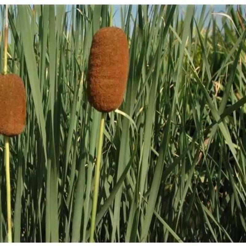 Typha Laxmannii - Graceful Cattail (Bare Root)