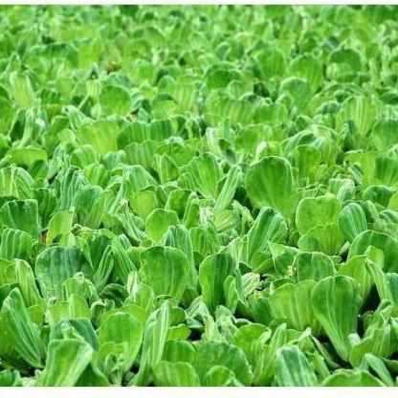Water Lettuce
