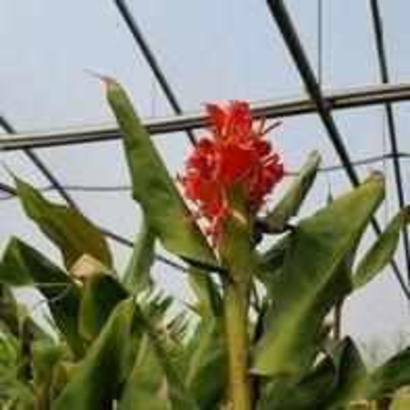 Hedychium greenei  Red Himalayan ginger  (Bare Root)
