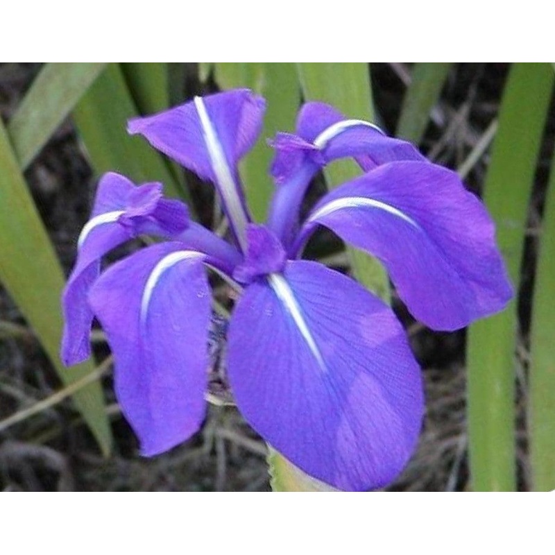 Iris Laevigata 'Royal Cartwheel' (Bare Root)